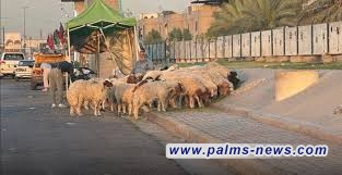 أمانة بغداد تطلق حملة واسعة لملاحقة "الجزر العشوائي" للمواشي